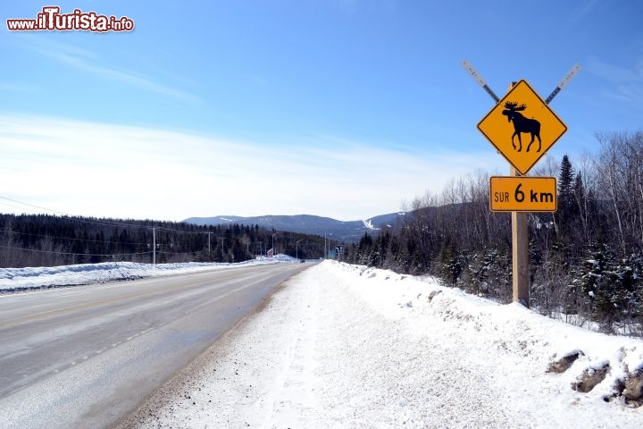 Immagine Québec: un cartello sulla statale 138, tra Baie-Saint-Paul e Ville de Quebec, che indica il pericolo di attraversamento di alci. Si tratta infatti di un animale molto comune nei boschi canadesi.