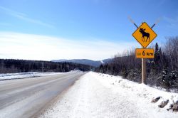 Québec: un cartello sulla statale 138, tra Baie-Saint-Paul e Ville de Quebec, che indica il pericolo di attraversamento di alci. Si tratta infatti di un animale molto comune nei boschi ...