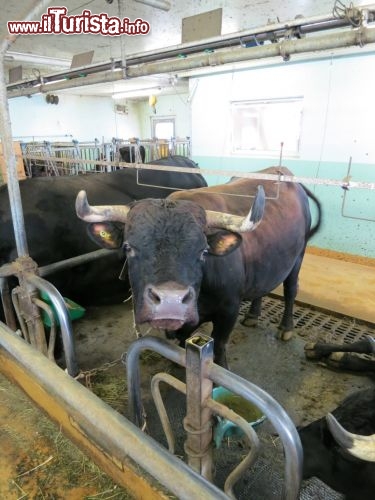 Immagine Vache d’Hérens presso la fattoria pedagogica di Hérémence