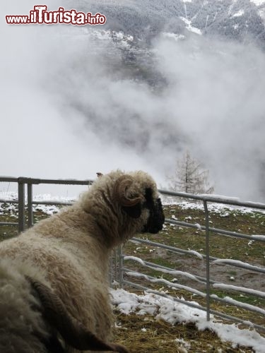 Immagine Una pecora contempla il panorama della fattoria pedagogica di Hérémence in Val d’Hérens