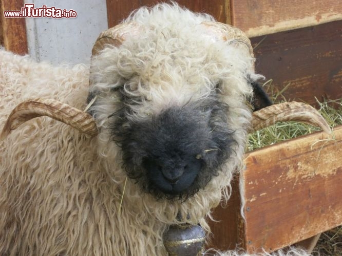 Immagine Lo sguardo di una pecora presso la fattoria pedagogica di Hérémence in Val d’Hérens