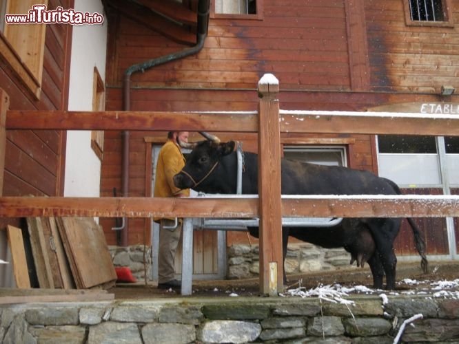 Immagine Un bovino della fattoria pedagogica di Hérémence, in Val d’Hérens