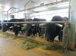 Le mucche nella fattoria pedagogica di Hérémence, le famose Vache d’Hérens della Svizzera