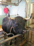 Una Vache d’Hérens nel Cantone Vallese, Svizzera