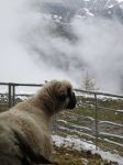 Una pecora contempla il panorama della fattoria pedagogica di Hérémence in Val d’Hérens