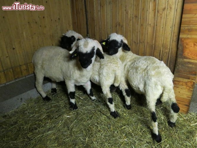 Immagine Agnellini a Visperterminen, Svizzera