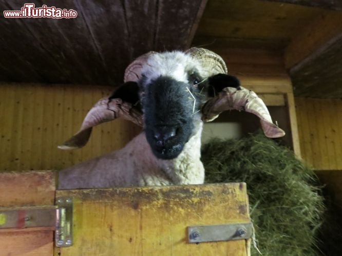 Immagine Pecora dal muso nero a Visperterminen, nel Cantone Vallese