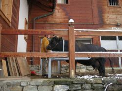 Un bovino della fattoria pedagogica di Hérémence, in Val d’Hérens