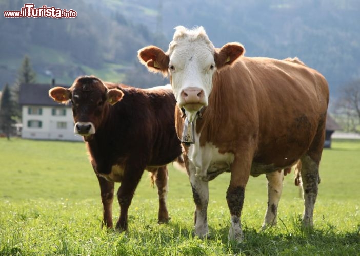 Tipiche mucche al pascolo in Svizzera, una scene frequente dei cantoni nelle valli alpine - © DONNAVVENTURA® 2014 - Tutti i diritti riservati - All rights reserved