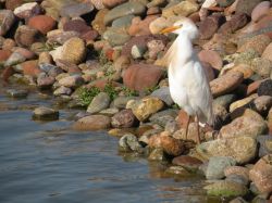 Birdwatching al Mazagan - Il contatto con la ...