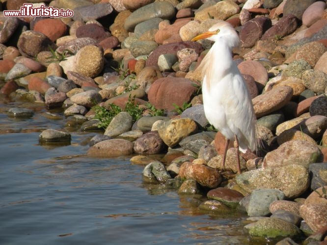 Birdwatching al Mazagan - Il contatto con la natura è uno dei punti forti di un soggiorno in questa bella struttura del Marocco centrale.