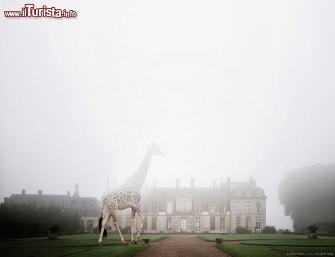 Le Chateau de Thoiry - A pochi chilometri da Parigi, la visita del parco che circonda il castello di Thoiry si fa in auto e permette di incontrare diversi animali esotici fra le 104 specie in semi-libertà. La Riserva Africana ospita una fauna straordinaria in uno scenario che non è da meno. All’interno delle mura, « la luce entra dappertutto » sottolinea Maia Flore. Il castello è infatti uno dei pochi esempi d’architettura esoterica del Rinascimento. Progettato da Philibert de l’Orme, è stato costruito per essere un ponte trasparente di luce, dove, al ritmo dei solstizi, il sole si leva o tramonta nell’arco centrale Tutto è stato pensato in funzione della magia della luce, creando un legame fra il castello e il corso del sole, un luogo di sogno per la fotografia e per un pubblico che ama la natura e la bellezza.   - © Maia Flore / Atoutfrance