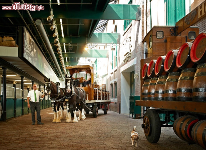 Immagine Fabbrica Heineken Amsterdam: all'interno dello stabilimento lo storico carro per le consegne, tirato da una coppia di cavalli frisoni - © Heineken Experience / www.heineken.com