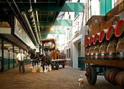 Fabbrica Heineken Amsterdam: all'interno dello stabilimento lo storico carro per le consegne, tirato da una coppia di cavalli frisoni - © Heineken Experience / www.heineken.com