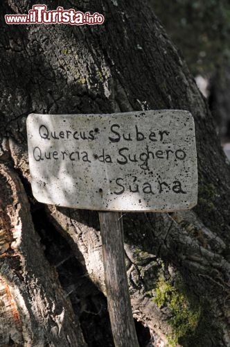 Immagine In dialetto gallurese, di derivazione Corsa, si chiama “suara”: è la quercia da sughero o “quercus suber” (nome scientifico) di cui la Sardegna è una delle principali produttrici mondiali.
