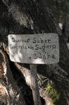 In dialetto gallurese, di derivazione Corsa, si chiama “suara”: è la quercia da sughero o “quercus suber” (nome scientifico) di cui la Sardegna è una delle ...