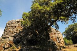 Nuraghe Majori, Tempio Pausania. La natura che circonda questo monumento è stata decisamente generosa incorniciandolo con un manto boschivo di querce da sughero, frassini e lecci e un ...