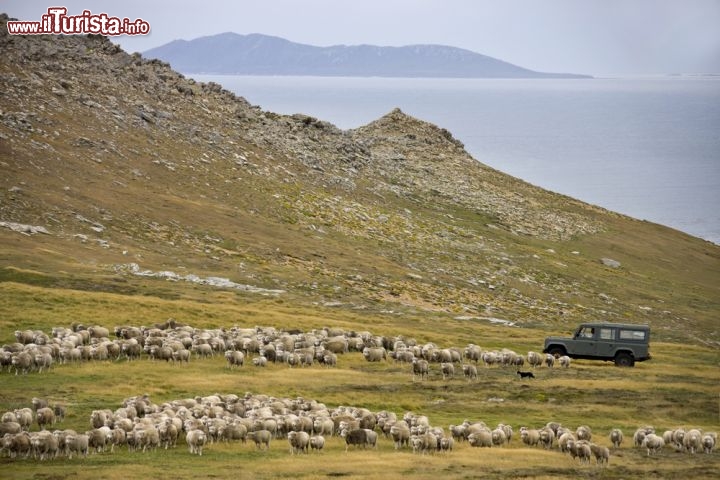 Sapevate che la località con il più alto rapporto tra pecore ed esseri umani sono le Isole Falkland? - Le Isole Falkland (o Malvinas, secondo l'Argentina che ne rivendica il possesso) nell'Oceano Atlantico sono scarsamente popolate (3.100 residenti circa) e vantano il curioso primato di una media di 180 pecore per ogni singolo abitante, che equivale a dire che qui vive oltre mezzo milione di pecore! Nella foto Carcass Island - © Steve Allen / Shutterstock.com 

