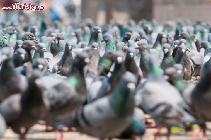 Sapevate che è illegale dare da mangiare ai piccioni a San Francisco? - L'articolo 7 /sezione 486 del codice municipale di San Francisco (California), impone il divieto di nutrire uccelli ed animali selvatici nei parchi, sui marciapiedi, nelle strade ed autostrade della città e dell'intera contea. © Kurkul / Shutterstock.com 