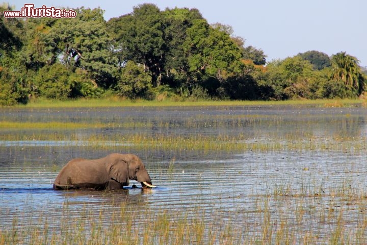 Delta dell'Okavango, Botswana - Questo delta nel nord-ovest del Botswana comprende paludi permanenti e pianure stagionalmente allagate. Si tratta di uno dei pochissimi grandi sistemi a delta dell'interno che non si gettano in un mare o un oceano, con un sistema di zone umide praticamente intatto. Una delle caratteristiche uniche del sito è che l'inondazione annuale del fiume Okavango si verifica durante la stagione secca, con il risultato che le piante e gli animali hanno sincronizzato i loro cicli biologici con queste piogge stagionali e le inondazioni. Si tratta di un eccezionale esempio di interazione tra processi climatici, idrologici e biologici. Il delta dell'Okavango ospita alcune delle specie più minacciate al mondo di grandi mammiferi come il ghepardo, il rinoceronte bianco, il rinoceronte nero, il cane selvatico africano ed il leone - © Jake Sorensen / Shutterstock.com
