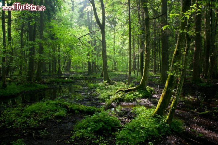 Foresta di Bialowieza, Bielorussia e Polonia - Si tratta di un'estensione e di nuova proposta per il sito transfrontaliero di Belovezhskaya Pushcha / Białowieża, al confine tra la Polonia e la Bielorussia, iscritto nella Lista del Patrimonio Mondiale nel 1979. Situato sullo spartiacque del Mar Baltico e del Mar Nero, questa vasta zona di foresta primaria comprende sia conifere che latifoglie. La modifica alla struttura si traduce in una riduzione di oltre 5000 ettari sul lato bielorusso ed una vasta estensione della sezione polacca, dai precedenti 5069 ettari ai 59576 ettari attuali. Coprendo una superficie totale di 141885 ettari, questa zona transfrontaliera è eccezionale per le opportunità che offre per la conservazione della biodiversità. È inoltre sede della più grande popolazione di specie simbolo del sito naturale, ovvero il bisonte europeo - © Aleksander Bolbot / Shutterstock.com