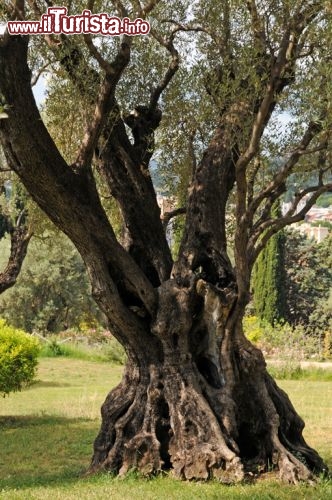 Immagine Attorno alla dimora dei primi del 1900 si snoda un grande parco con ulivi secolari che accompagna i visitatori del museo in un altrettanto interessante percorso naturalistico