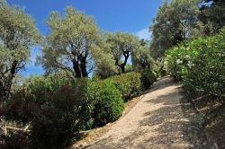 I giardini che portano al museo Renoir fra ulivi e oleandri fioriti 