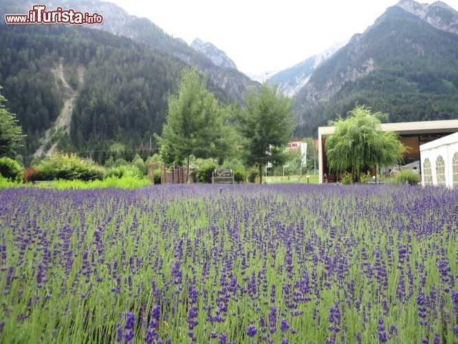 Immagine Fioritura di lavanda lungo il percorso benessere del Vitalpinum a Lienz