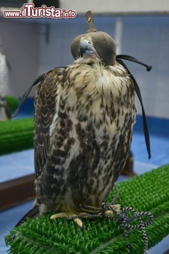 Immagine Abu Dhabi, la clinica per falchi: gli esemplari di falco stanno appollaiati ed immobili con gli occhi coperti in attesa del loro turno per ricevere le cure dello staff veterinario.