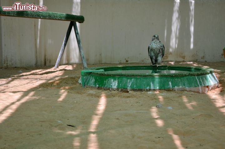 Immagine Abu Dhabi Falcon Hospital: oltre alle visite e alle cure veterinarie, la clinica consente ai falchi di soggiornare in enormi voliere per i periodi di convalescenza, in attesa del loro ritorno a casa.