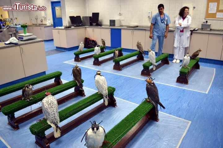 Immagine Abu Dhabi Falcon Hospital, Emirati Arabi Uniti: i falchi in attesa della visita sono immobili sui trespoli, mentre la dottoressa Muller spiega ai visitatori il funzionamento della clinica.