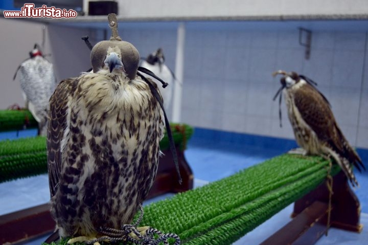 Immagine Falchi, Abu Dhabi: le visite guidate a cura della direttrice (dott.ssa Muller) all'Abu Dhabi Falcon Hospital, sono disponibili tutti i giorni dalla domenica al giovedì previa prenotazione.