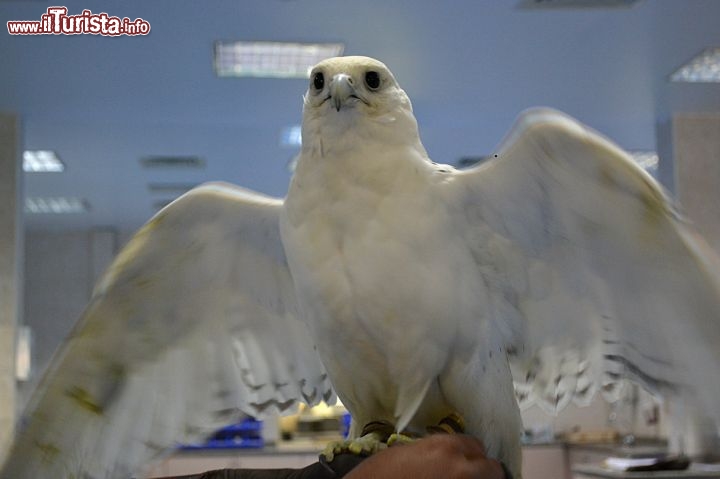 Immagine Falco bianco, Abu Dhabi: esistono esemplari di diverse razze e colori, ma tutti hanno alcune caratteristiche comuni come una vista eccezionale ed una forza sorprendente rispetto alle loro dimensioni.