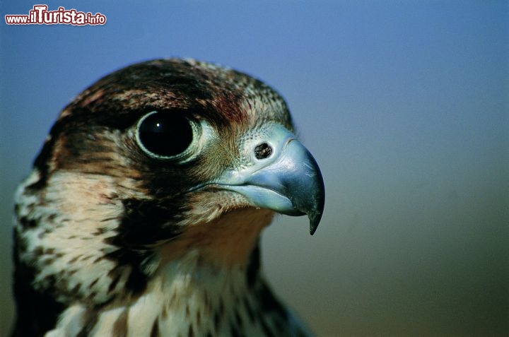 Immagine Falco, Emirati Arabi Uniti: il "padre della patria", Sua Altezza Sheikh Zayed bin Sultan Al Nahyan era un grande appassionato di falconeria, tanto che spesso si faceva ritrarre nelle foto durante le scene di caccia in compagnia del suo falco - Foto TCA Abu Dhabi