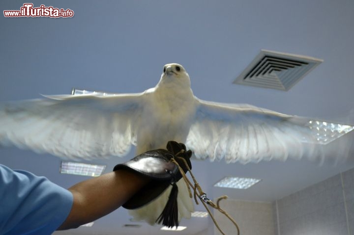 Immagine Falcon Hospital, Abu Dhabi: gli esemplari di falco utilizzati per la caccia possono arrivare a pesare fino a 4 kg, per un'altezza che tocca i 75 cm; in fase di picchiata, raggiungono la velocità di 300 km/h.