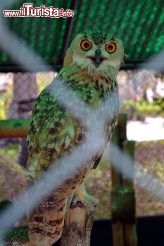 Immagine Falcon Hospital: l'ospedale si occupa principalmente di falchi, ma è in realtà una clinica veterinaria in grado di prendersi cura di tutti gli animali. Nelle voliere si trovano infatti anche altri esemplari di uccelli feriti in fase di riabilitazione.