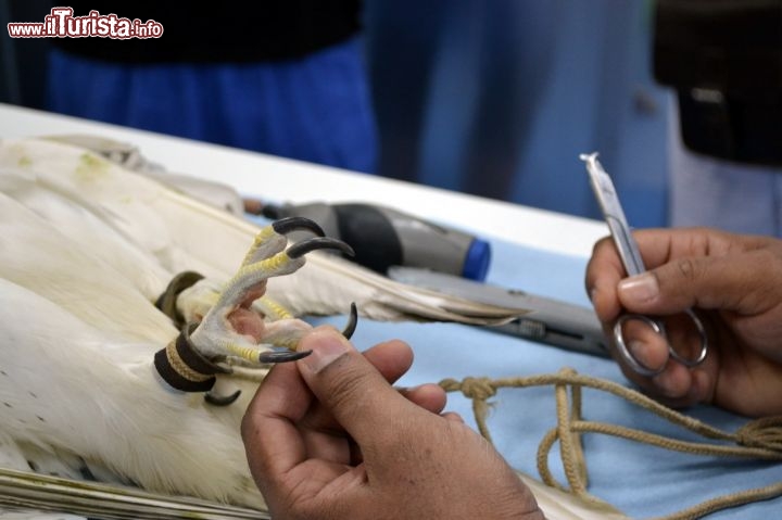 Immagine Intervento all'Abu Dhabi Falcon Hospital: il taglio delle unghie durante il periodo di inattività dei falchi è molto importante per evitare che si feriscano da soli.