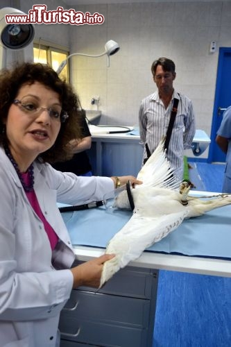 Immagine L'ospedale per falchi di Abu Dhabi è gestito dalla dottoressa tedesca Margit Muller, che con i suoi collaboratori si occupa della cura di questi stupendi uccelli.