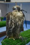 Abu Dhabi, la clinica per falchi: gli esemplari di falco stanno appollaiati ed immobili con gli occhi coperti in attesa del loro turno per ricevere le cure dello staff veterinario.