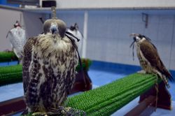 Falchi, Abu Dhabi: le visite guidate a cura della direttrice (dott.ssa Muller) all'Abu Dhabi Falcon Hospital, sono disponibili tutti i giorni dalla domenica al giovedì previa prenotazione. ...