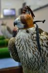Falco, Abu Dhabi: nella caccia con i falchi gli ...
