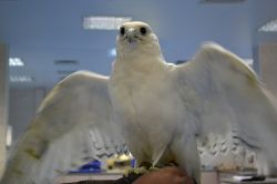 Falco bianco, Abu Dhabi: esistono esemplari di diverse razze e colori, ma tutti hanno alcune caratteristiche comuni come una vista eccezionale ed una forza sorprendente rispetto alle loro dimensioni. ...