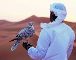 Falconeria, Abu Dhabi: la falconeria negli Emirati ...