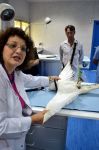 L'ospedale per falchi di Abu Dhabi è gestito dalla dottoressa tedesca Margit Muller, che con i suoi collaboratori si occupa della cura di questi stupendi uccelli.