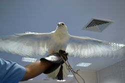 Falcon Hospital, Abu Dhabi: gli esemplari di falco utilizzati per la caccia possono arrivare a pesare fino a 4 kg, per un'altezza che tocca i 75 cm; in fase di picchiata, raggiungono la ...