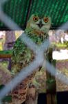 Falcon Hospital: l'ospedale si occupa principalmente di falchi, ma è in realtà una clinica veterinaria in grado di prendersi cura di tutti gli animali. Nelle voliere si trovano ...