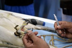 Intervento all'Abu Dhabi Falcon Hospital: il taglio delle unghie durante il periodo di inattività dei falchi è molto importante per evitare che si feriscano da soli.