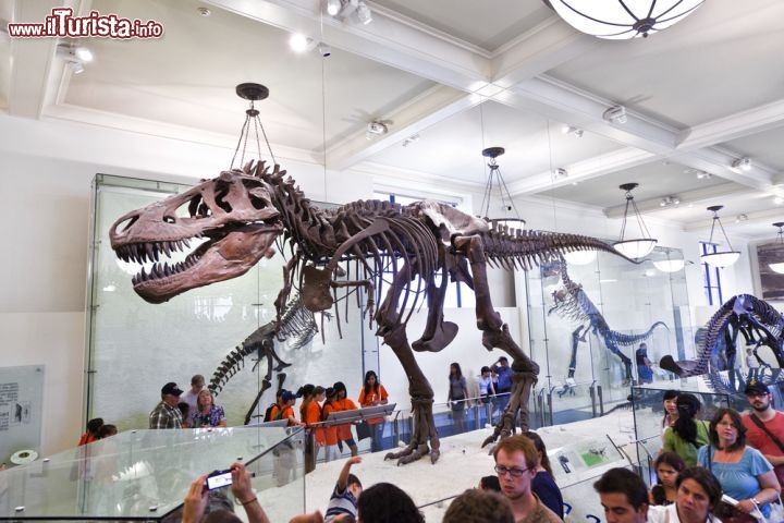 Immagine La Mostra dei dinosauri (Dinosaur exihibit), al museo Americano di Storia Naturale di NYC - © Jorg Hackemann / Shutterstock.com