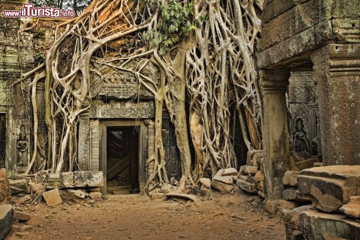 Angkor Wat, Cambogia (Nella foto il tempio di Ta Prohm)
Angkor Wat, in lingua khmer, significa “Tempio della Città”. Siamo in Cambogia, a una manciata di chilometri dal centro di Siem Reap, dove la foresta nasconde un tesoro risalente al XII secolo d.C. Un complesso archeologico grandioso, paragonabile per valore e bellezza alle meraviglie romane e greche a cui siamo abituati in Italia, scoperto nel 1860 dal francese Henri Mouhot, che lo attribuì a “qualche antico Michelangelo”. Angkor Wat è solo uno dei grandiosi edifici contenuti nel parco archeologico di Angkor, dichiarato Patrimonio dell’Umanità dall’UNESCO. Non sappiamo se si trattasse di un tempio in onore del dio Vishnu o se fosse il mausoleo del Re Suryavarman, ma Angkor Wat affascina gli esploratori di oggi con le sue proporzioni perfette, l’armonia di forme e dimensioni, le sculture decorative e i bassorilievi che – come libri scolpiti nella pietra – raccontano antichi poemi epici indù. Il tempio ha forma rettangolare, misura 1,5 km per 1,3 km ed è circondato da un ampio fossato: è così imponente che risulta difficile credere che sia stato costruito in una trentina d’anni soltano… eppure è quanto emerge dai reperti: il re era impaziente, e volle una costruzione rapida ed efficiente. Chissà se sospettava che un giorno avrebbero clonato la sua opera. Come? Ve ne avevamo parlato qui.

L’intero complesso archeologico merita 4 o 5 giorni di viaggio, e Angkor Wat può essere una tappa dell’itinerario. Molti lo visitano partendo dalla Thailandia, grazie ai voli che collegano Bangkok a Siem Reap per circa 120 euro di biglietto. Più economico ma anche più avventuroso il viaggio in autobus. - © David Davis / Shutterstock.com
