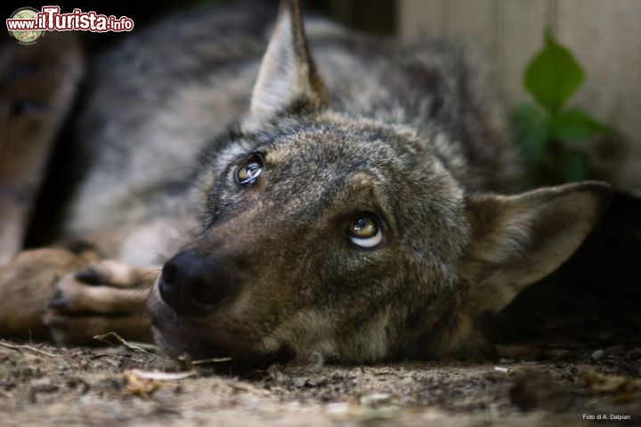 Immagine La famosa lupa Lilith durante il suo soggiorno al centro di Monte Adone Bologna. Purtroppo Lilith rimessa in libertà ha perso la vita, con il decesso causato probabilmente per la carica di un cinghiale - © www.centrotutelafauna.org